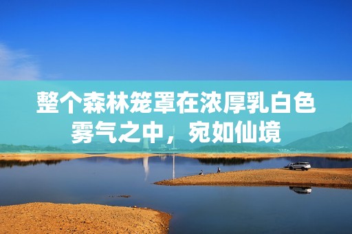 整个森林笼罩在浓厚乳白色雾气之中，宛如仙境